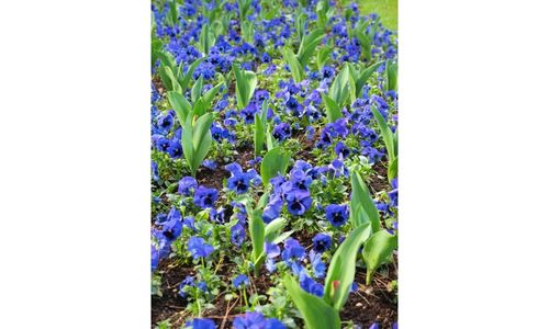 Blue-Pansy-Flower