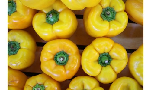 Yellow-Bell-Peppers